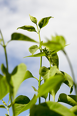 Image showing lilac branch