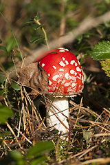 Image showing red fly agaric in forest