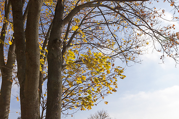 Image showing yellow maple leaves on a tree