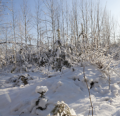 Image showing snow-covered trees