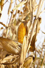 Image showing Field corn, agriculture