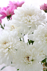Image showing White chrysanthemum