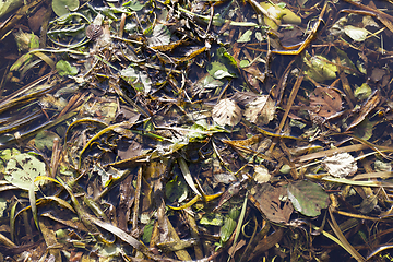 Image showing autumn swamp, close-up