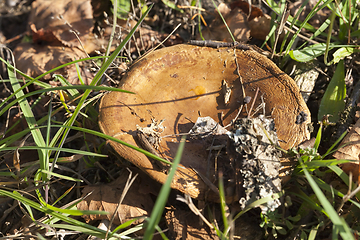 Image showing Mushroom on forest