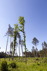 Image showing pine forest