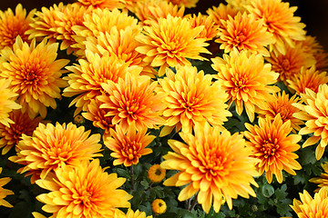 Image showing Bright yellow chrysanthemum