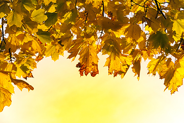 Image showing group orange leaves