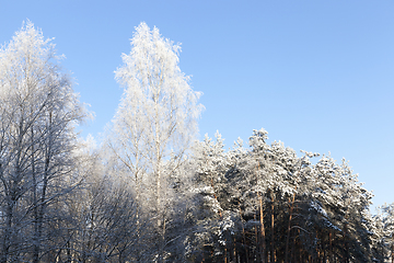 Image showing Winter time