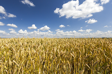 Image showing Ripening wheat