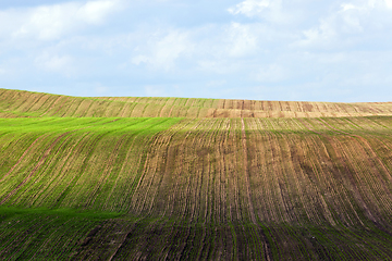 Image showing field with grass