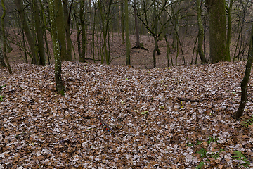 Image showing Late autumn