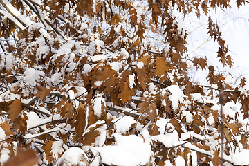 Image showing trees in the snow