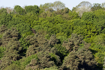 Image showing the tops of trees