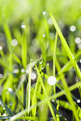 Image showing Fresh green grass