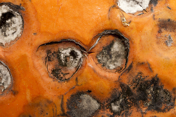 Image showing mold on the pumpkin