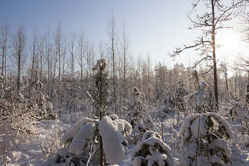 Image showing in winter