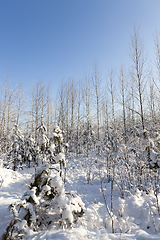 Image showing Trees in winter