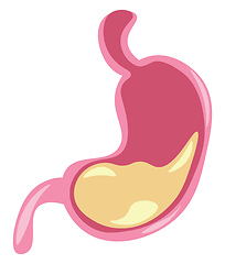 Image showing Internal organ stomach vector or color illustration