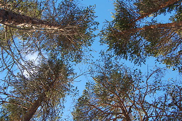 Image showing Pine trees