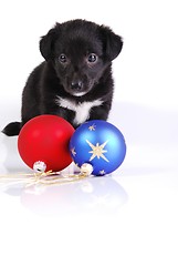 Image showing  Puppy and two Christmas balls