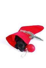 Image showing  Puppy in a Christmas stocking