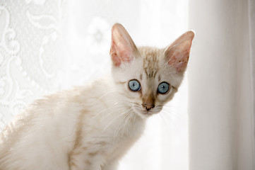 Image showing Bengal Kitten