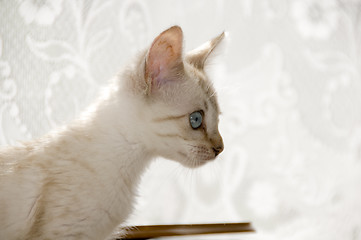 Image showing Bengal Kitten