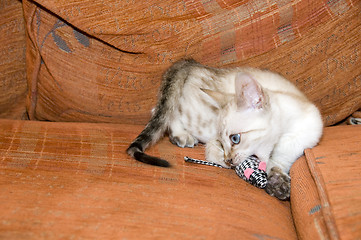 Image showing Bengal Kitten