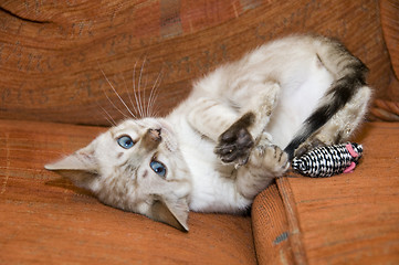 Image showing Bengal Kitten