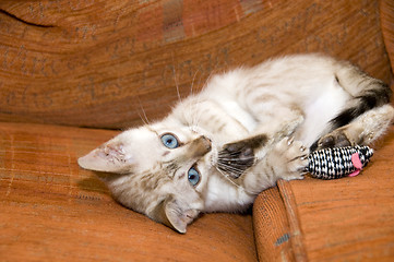 Image showing Bengal Kitten