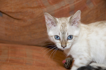 Image showing Bengal Kitten