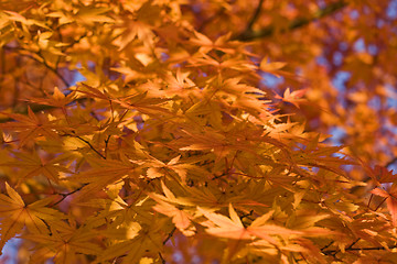 Image showing Maple leaves