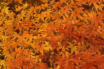 Image showing Maple leaves