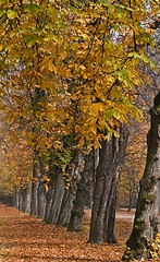 Image showing Autumn park