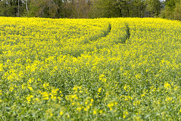 Image showing field of rapeseed at spring time