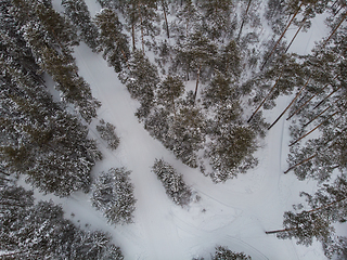 Image showing Aerial view of winter forest.