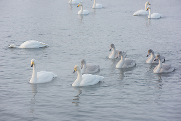 Image showing Beautiful white whooping swans