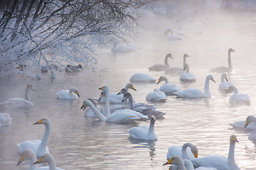 Image showing Beautiful white whooping swans