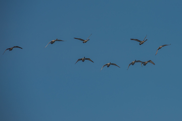 Image showing Beautiful white whooping swans