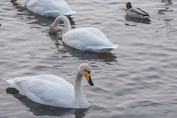 Image showing Beautiful white whooping swans