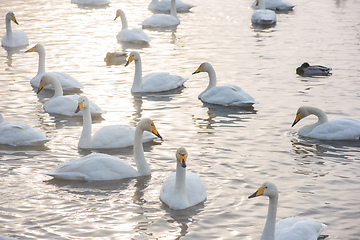 Image showing Beautiful white whooping swans