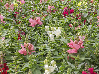 Image showing snapdragon flowers closeup