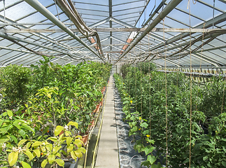 Image showing sunny greenhouse scenery