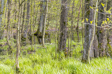 Image showing forest with swamp