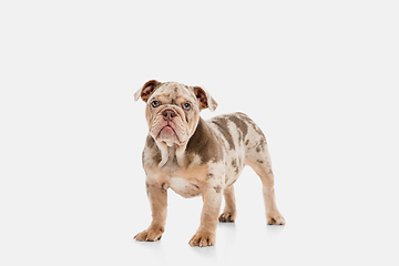 Image showing Merle French Bulldog playing on white studio background