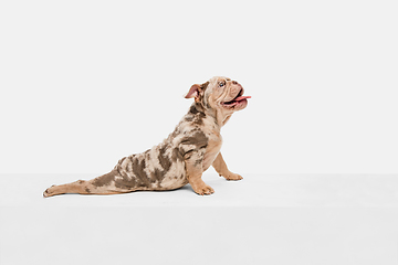 Image showing Merle French Bulldog playing on white studio background