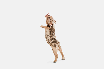 Image showing Merle French Bulldog playing on white studio background