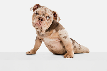 Image showing Merle French Bulldog playing on white studio background