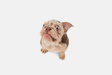 Image showing Merle French Bulldog playing on white studio background