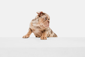 Image showing Merle French Bulldog playing on white studio background